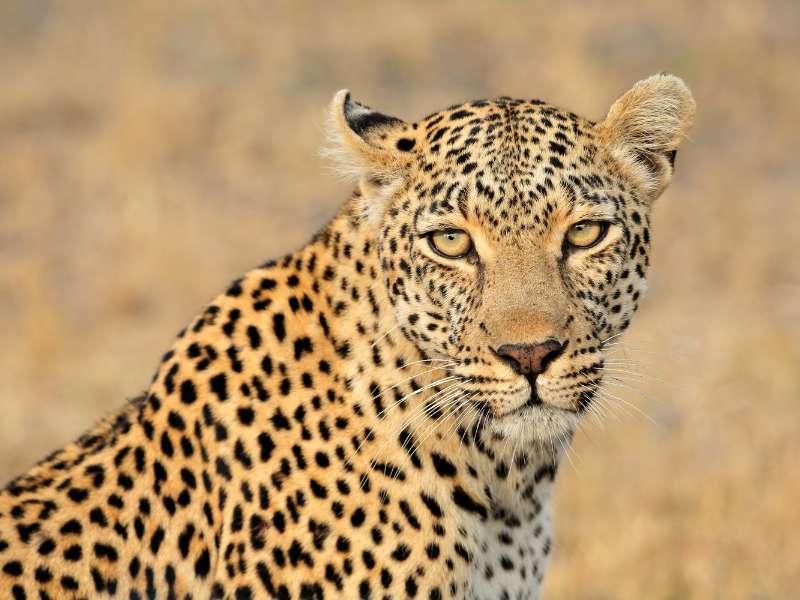 Bushveld Terrace Safari Hotel, Lodge, and Spa — gallery 1