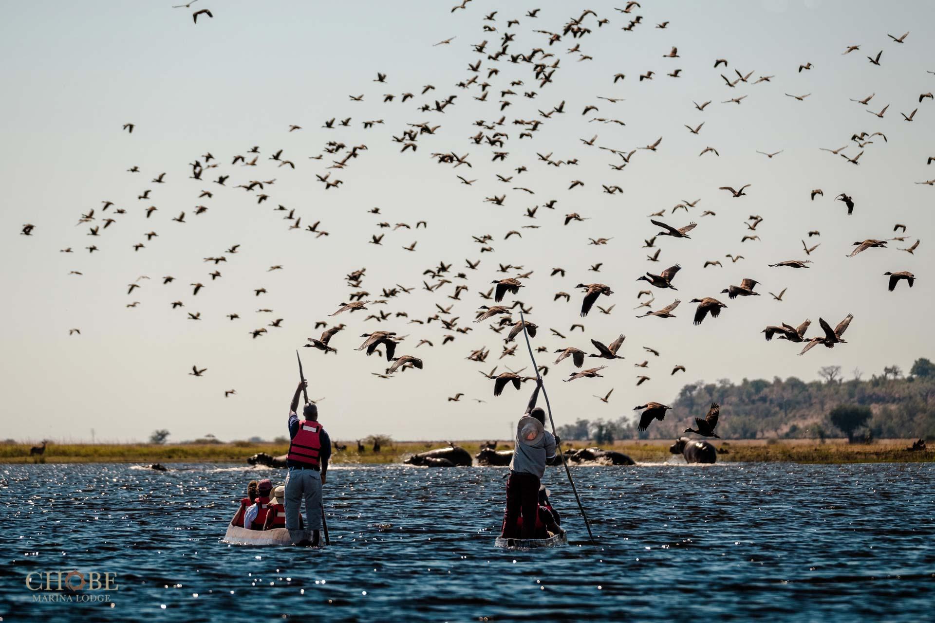Chobe Marina Lodge — gallery 1