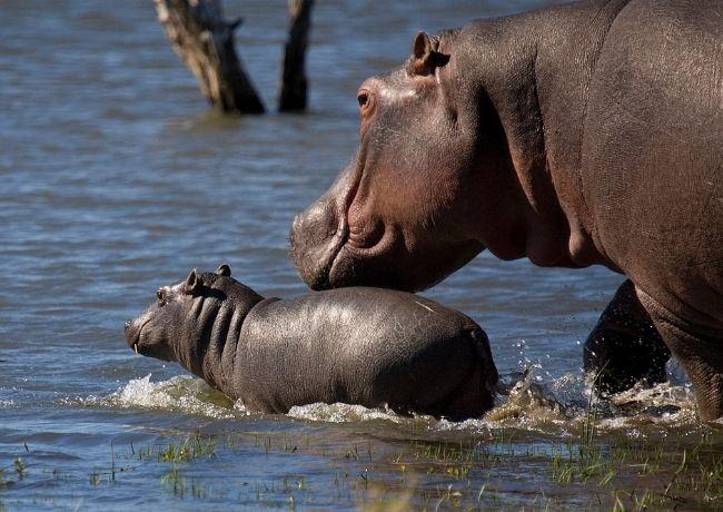 Mjejane River Lodge — gallery 3