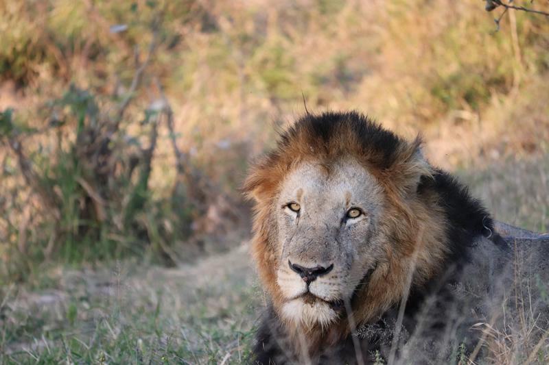 Kruger Untamed Satara Plains Camp — gallery 2