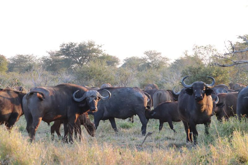 Kruger Untamed Satara Plains Camp — gallery 3